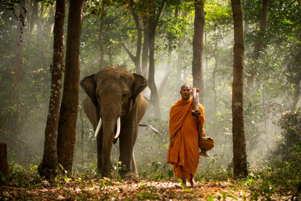 Elephant and buddist monch in Thailand