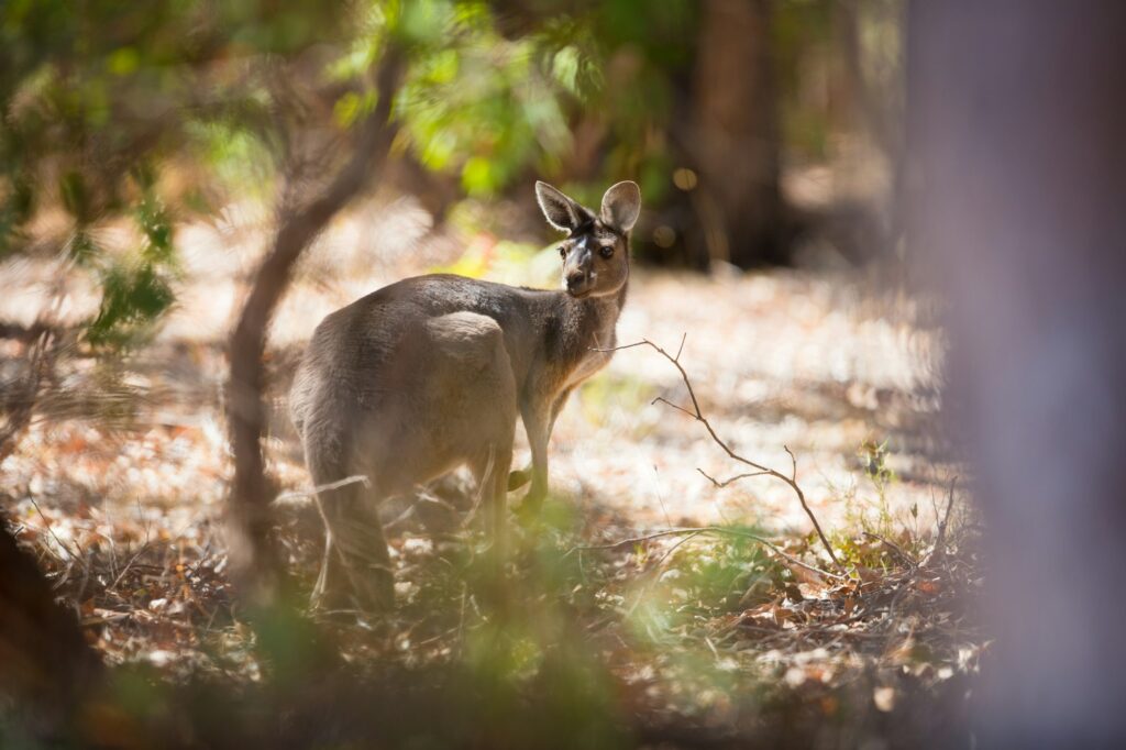 Kangaroo in Australia