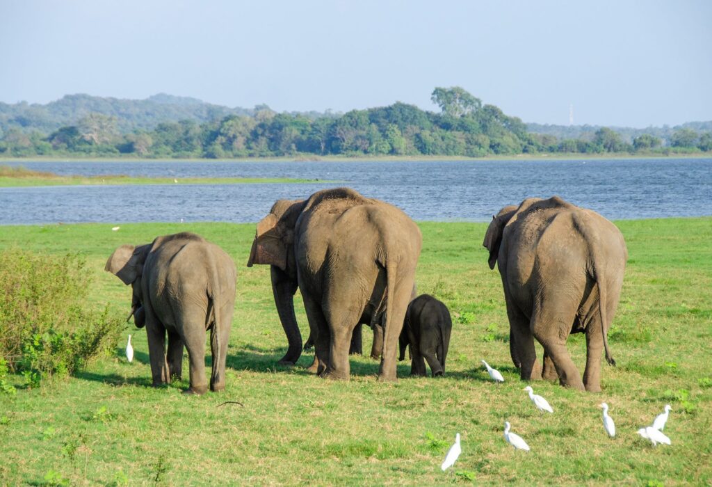 Sri Lanka Tour